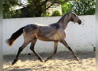 Lusitano, Mare, 2 years, 15.3 hh, Can be white