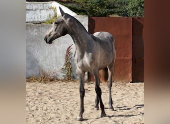 Lusitano, Mare, 2 years, 15.3 hh, Can be white