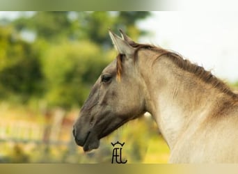 Lusitano, Mare, 2 years, 15.3 hh, Grullo