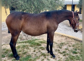 Lusitano Mix, Mare, 2 years, 15,1 hh, Brown