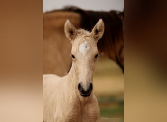 Lusitano Mix, Mare, 2 years, 15,1 hh, Dun