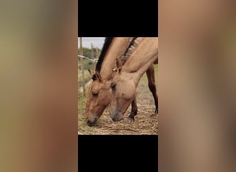 Lusitano Mix, Mare, 2 years, 15,2 hh, Dun