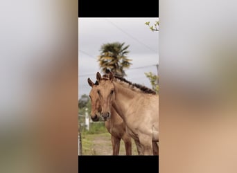 Lusitano Mix, Mare, 2 years, 15,2 hh, Dun