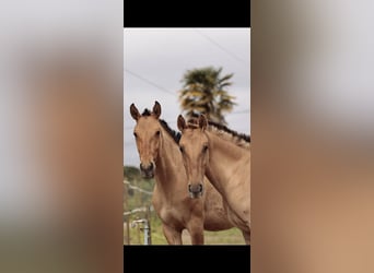 Lusitano Mix, Mare, 2 years, 15,2 hh, Dun