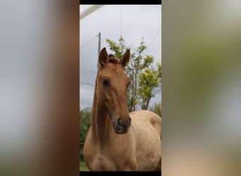 Lusitano Mix, Mare, 2 years, 15,2 hh, Dun