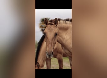 Lusitano Mix, Mare, 2 years, 15,2 hh, Dun