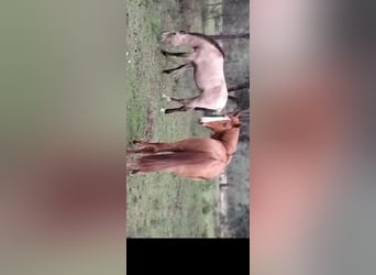 Lusitano Mix, Mare, 2 years, 15,3 hh, Chestnut-Red