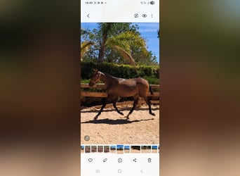 Lusitano, Mare, 2 years, 16 hh, Chestnut