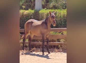 Lusitano, Mare, 2 years, 16 hh, Chestnut