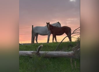 Lusitano Mix, Mare, 2 years, 16 hh, Leopard-Piebald