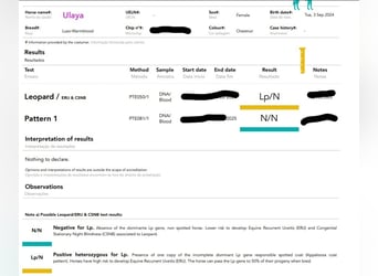 Lusitano Mix, Mare, 2 years, 16 hh, Leopard-Piebald