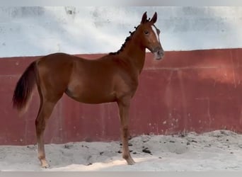 Lusitano Mix, Mare, 2 years, 16 hh, Leopard-Piebald