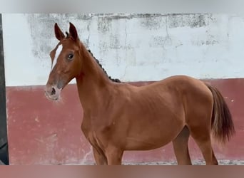 Lusitano Mix, Mare, 2 years, 16 hh, Leopard-Piebald