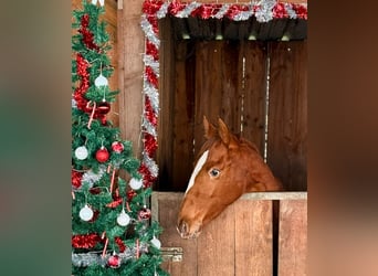 Lusitano Mix, Mare, 2 years, 16 hh, Leopard-Piebald