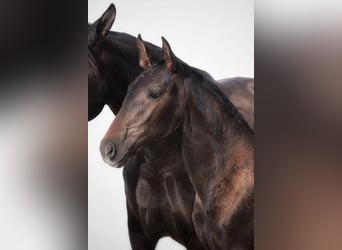 Lusitano, Mare, 2 years, Bay-Dark