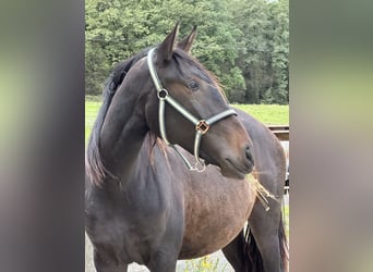 Lusitano, Mare, 2 years, Bay-Dark