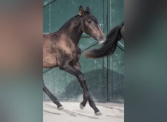 Lusitano, Mare, 2 years, Bay-Dark