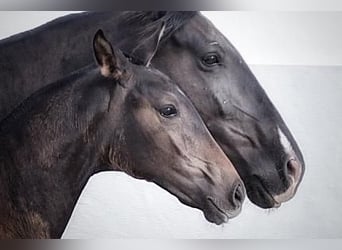 Lusitano, Mare, 2 years, Bay-Dark