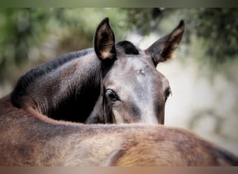 Lusitano, Mare, 2 years, Bay-Dark