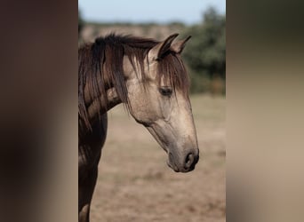 Lusitano, Mare, 2 years, Buckskin