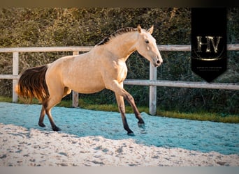 Lusitano, Mare, 2 years, Buckskin