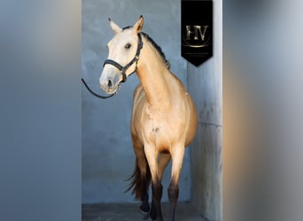 Lusitano, Mare, 2 years, Buckskin