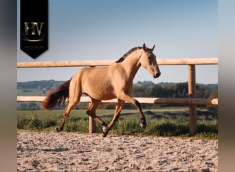 Lusitano, Mare, 2 years, Buckskin