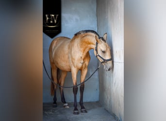 Lusitano, Mare, 2 years, Buckskin