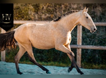 Lusitano, Mare, 2 years, Buckskin