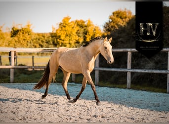 Lusitano, Mare, 2 years, Buckskin
