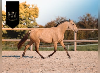Lusitano, Mare, 2 years, Buckskin