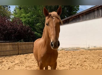 Lusitano Mix, Mare, 2 years, Chestnut-Red
