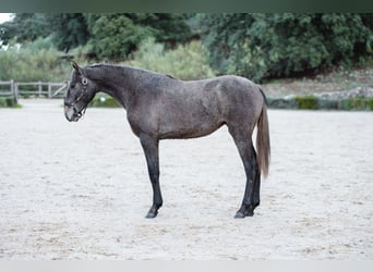 Lusitano, Mare, 2 years