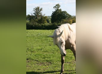 Lusitano, Mare, 2 years, Palomino