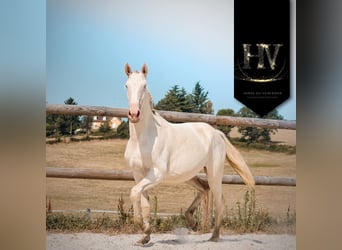 Lusitano, Mare, 2 years, Perlino