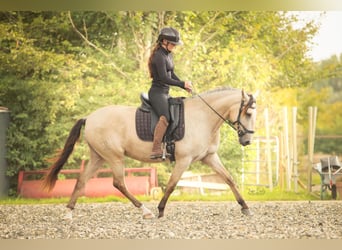 Lusitano, Mare, 3 years, 14,1 hh, Buckskin