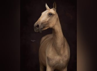 Lusitano, Mare, 3 years, 14,1 hh, Buckskin