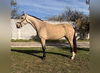 Lusitano, Mare, 3 years, 14,1 hh, Buckskin