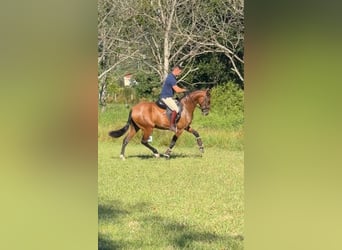 Lusitano, Mare, 3 years, 15.1 hh, Brown