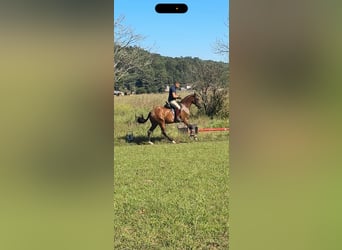 Lusitano, Mare, 3 years, 15.1 hh, Brown