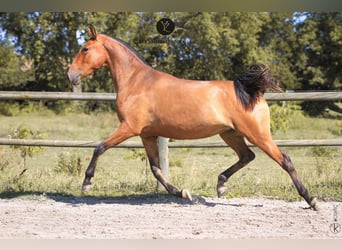 Lusitano, Mare, 3 years, 15.1 hh, Brown