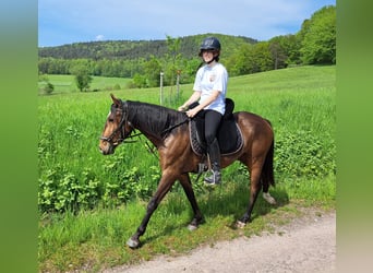 Lusitano, Mare, 3 years, 15.1 hh, Brown