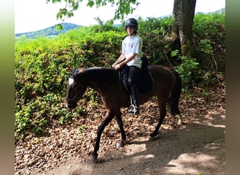 Lusitano, Mare, 3 years, 15.1 hh, Brown