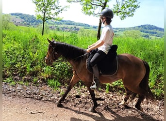 Lusitano, Mare, 3 years, 15.1 hh, Brown