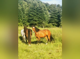 Lusitano, Mare, 3 years, 15.1 hh, Brown