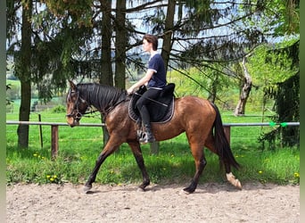 Lusitano, Mare, 3 years, 15.1 hh, Brown