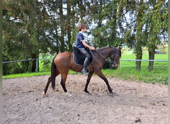 Lusitano, Mare, 3 years, 15.1 hh, Brown