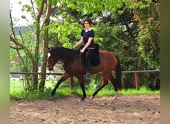 Lusitano, Mare, 3 years, 15.1 hh, Brown