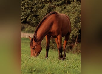 Lusitano Mix, Mare, 3 years, 15.1 hh, Brown