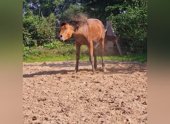 Lusitano Mix, Mare, 3 years, 15.1 hh, Brown